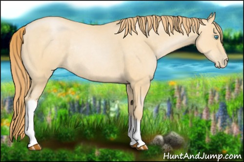Horse Color:Buckskin Pearl Rabicano 