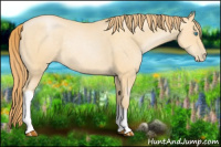 Horse Color:Buckskin Pearl Rabicano 