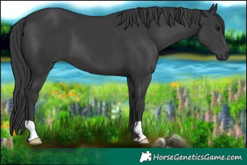 Horse Color:Black 
