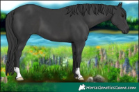 Horse Color:Black 