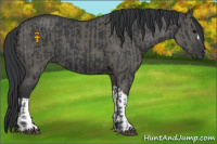 Horse Color:Black  and Grullo 
