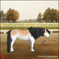 Horse Color:White Spotted Bay Dun 