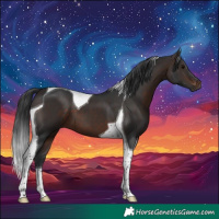 Horse Color:Brown Tobiano 