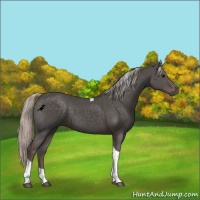 Horse Color:Silver Black Tobiano