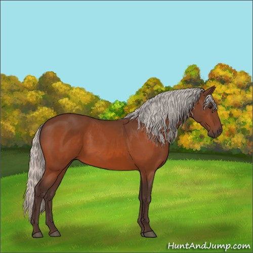 Horse Color:Silver Bay 