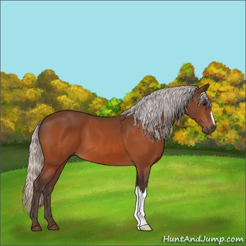Horse Color:Silver Bay 