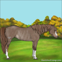 Horse Color:Liver Red Dun Rabicano 