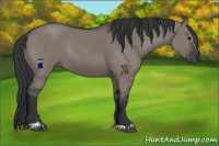 Horse Color:Grullo Sabino Rabicano 