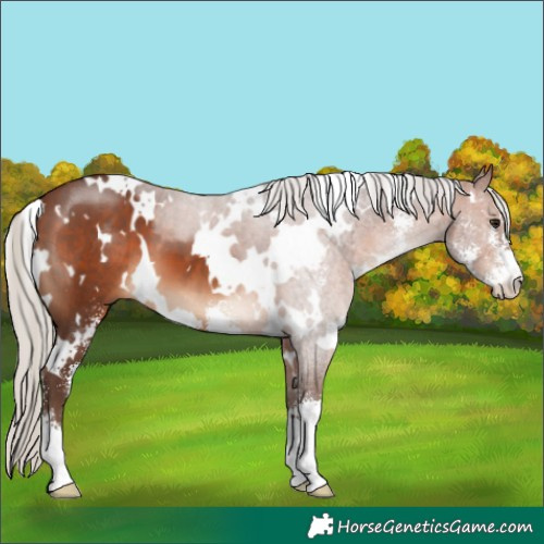 Horse Color:White Spotted Silver Brown Sabino 