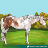 Horse Color:White Spotted Silver Brown Sabino 