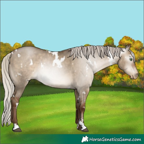Horse Color:Gray White Spotted Silver Brown Pearl Dun Sabino 