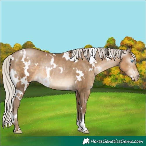 Horse Color:Gray White Spotted Silver Smoky Black Pearl Rabicano 