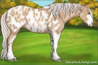 Horse Color:Silver Classic Champagne Sabino Appaloosa 