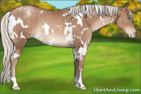 Horse Color:White Spotted Silver Black Pearl Appaloosa Rabicano 