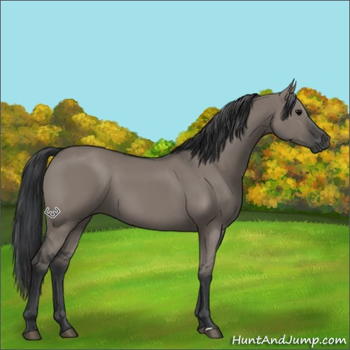 Horse Color:Grullo Sabino Rabicano
