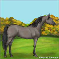 Horse Color:Grullo Sabino Rabicano