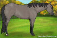 Horse Color:Grullo Sabino Rabicano 
