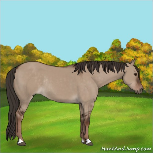 Horse Color:Liver Red Dun Rabicano