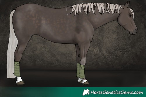 Horse Color:Silver Black Tobiano 