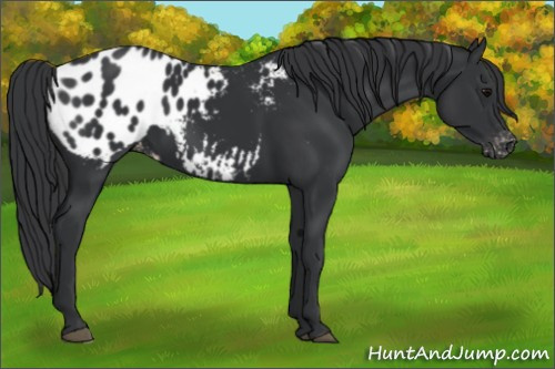 Horse Color:Black Appaloosa