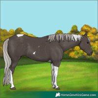 Horse Color:Silver Black Tobiano 