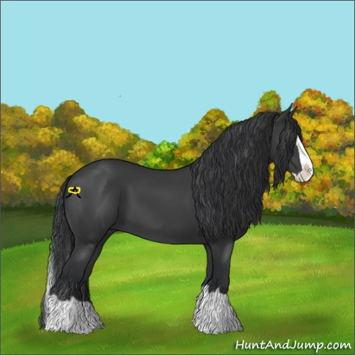 Horse Color:Black Splash
