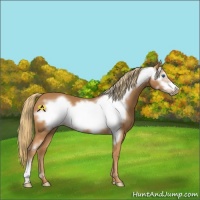 Horse Color:Chestnut Frame 