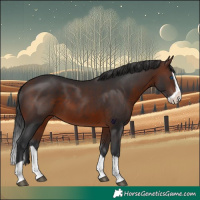 Horse Color:Brown Splash 