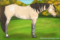 Horse Color:Buckskin Ice Roan 