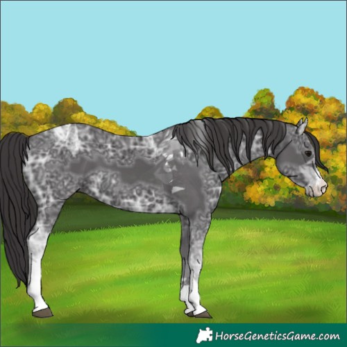 Horse Color:Smoky Black Ice Sabino Tobiano 