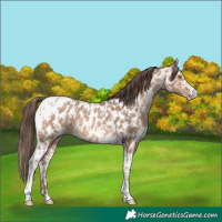 Horse Color:Amber Champagne Sabino Tobiano Appaloosa  and Amber Champagne Sabino Tobiano Appaloosa 