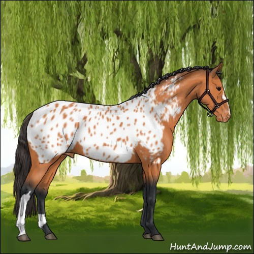 Horse Color:Bay Appaloosa 