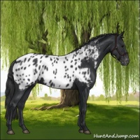 Horse Color:Black Near Leopard 