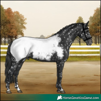 Horse Color:Black Appaloosa