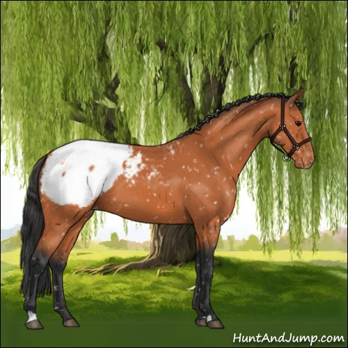 Horse Color:Bay Appaloosa 