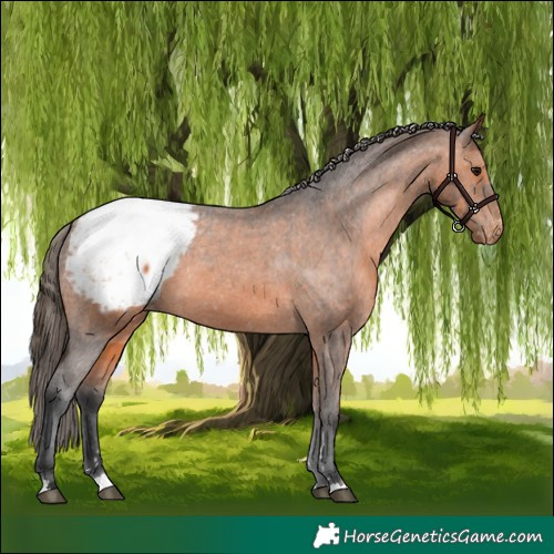 Horse Color:Bay Appaloosa 