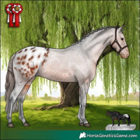 Horse Color:Brown Appaloosa 