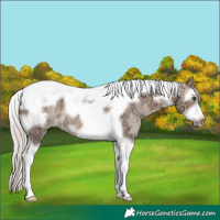 Horse Color:Silver Brown Ice Dun Splash Tobiano Frame Rabicano 
