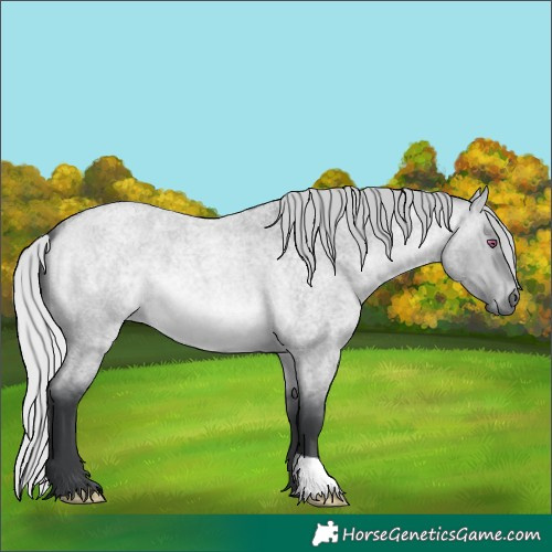 Horse Color:Silver Brown Chinchilla Roan Dun