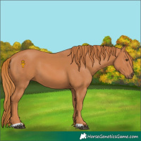 Horse Color:Chestnut 