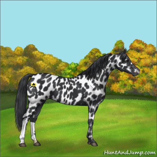 Horse Color:Black Appaloosa 
