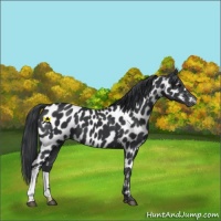 Horse Color:Black Appaloosa 