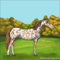 Horse Color:Chestnut Appaloosa 