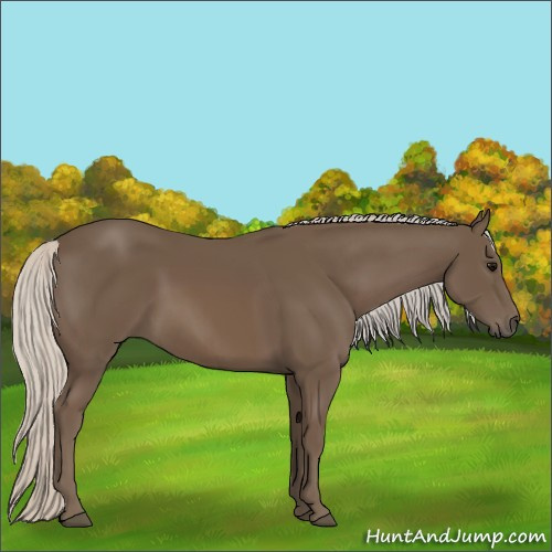 Horse Color:Silver Black