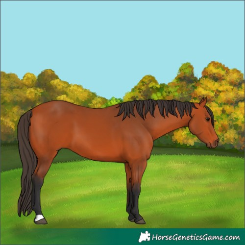 Horse Color:Bay 