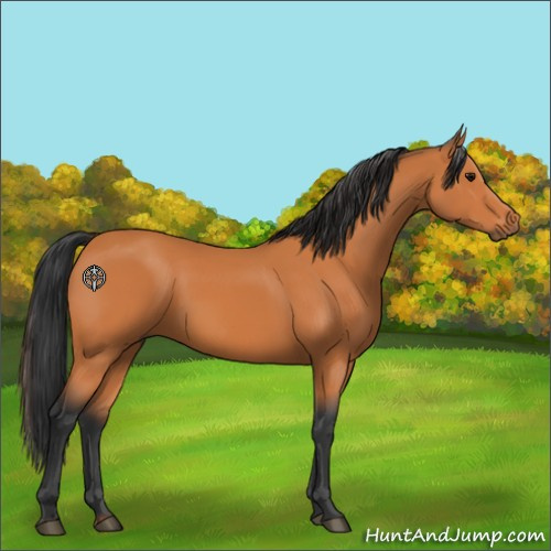 Horse Color:Bay 