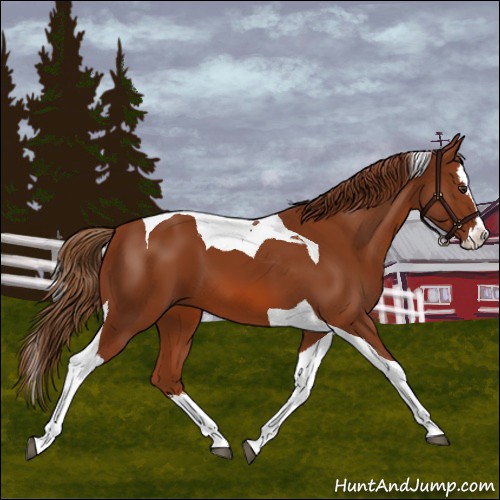 Horse Color:Chestnut Splash Tobiano