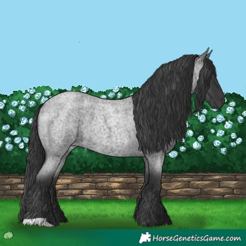 Horse Color:Blue Roan 