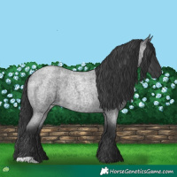 Horse Color:Blue Roan 