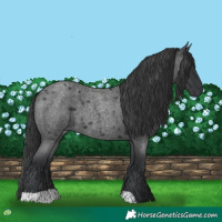 Horse Color:Blue Roan 